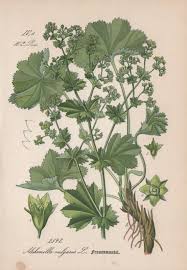 Image result for Frauenmantel