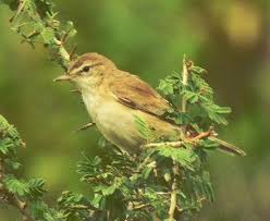 Attēlu rezultāti vaicājumam “Hippolais caligata adult”