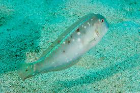 Image result for Xyrichtys novacula