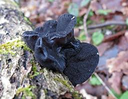 Attēlu rezultāti vaicājumam “Exidia truncata”