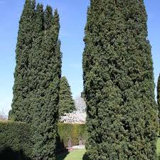 Attēlu rezultāti vaicājumam “Taxus baccata”