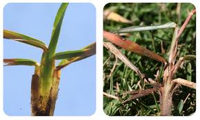 Attēlu rezultāti vaicājumam “Lophozia badensis sporophyte”