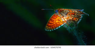 Attēlu rezultāti vaicājumam “Clossiana selene upperside”