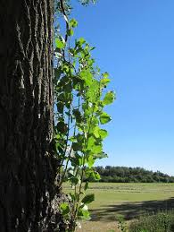 Attēlu rezultāti vaicājumam “Populus x canadensis”