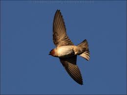 Image result for Petrochelidon pyrrhonota