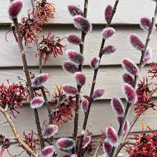 Attēlu rezultāti vaicājumam “Salix x doniana”