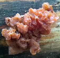 Attēlu rezultāti vaicājumam “Exidia saccharina”