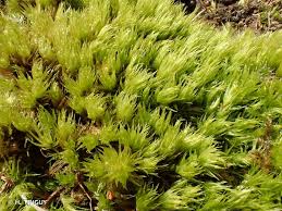 Attēlu rezultāti vaicājumam “Dicranum spurium”