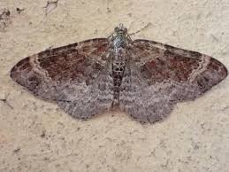 Attēlu rezultāti vaicājumam “Xanthorhoe spadicearia”