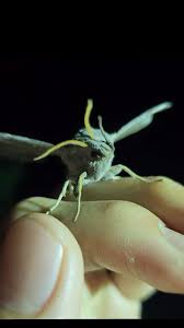 Attēlu rezultāti vaicājumam “Laothoe amurensis”