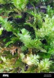 Attēlu rezultāti vaicājumam “Neckera crispa”