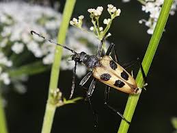 Attēlu rezultāti vaicājumam “Pachyta quadrimaculata”