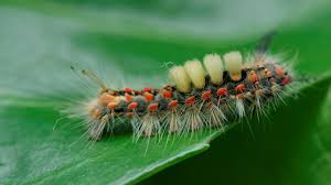 Attēlu rezultāti vaicājumam “Orgyia antiqua imago”