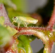 Attēlu rezultāti vaicājumam “Aphrophoridae nymph”