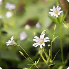 Attēlu rezultāti vaicājumam “Stellaria holostea”