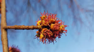 Attēlu rezultāti vaicājumam “Acer saccharinum bud”