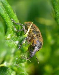 Attēlu rezultāti vaicājumam “Larinus sp.”