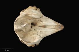 Image result for Kogia breviceps