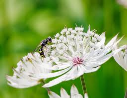 Attēlu rezultāti vaicājumam “Oligia sp.”