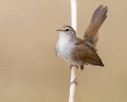 Image result for Cettia cetti