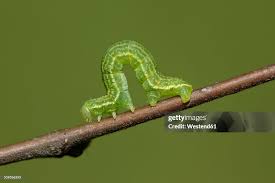 Attēlu rezultāti vaicājumam “Alsophila aescularia”