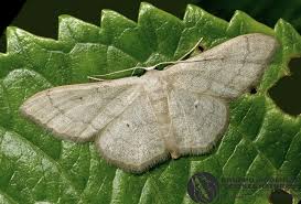 Attēlu rezultāti vaicājumam “Idaea straminata”
