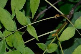 Attēlu rezultāti vaicājumam “Carya cordiformis”