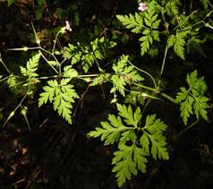 Attēlu rezultāti vaicājumam “Oenothera rubricauli leaf”