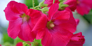 Image result for Alcea (althaea) rosea