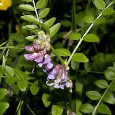 Attēlu rezultāti vaicājumam “Vicia cracca bud”