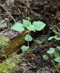 Attēlu rezultāti vaicājumam “Circaea alpina leaf”