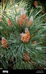 Attēlu rezultāti vaicājumam “Pinus mugo male flower”