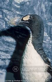 Image result for Pinguinus impennis