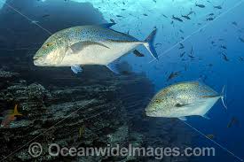 Image result for Caranx melampygus