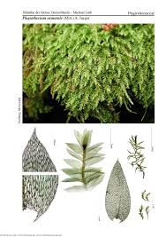 Attēlu rezultāti vaicājumam “Plagiothecium nemorale”