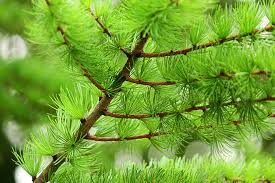 Attēlu rezultāti vaicājumam “Larix decidua”