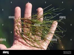 Attēlu rezultāti vaicājumam “Stuckenia pectinata leaf”