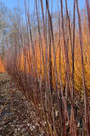 Attēlu rezultāti vaicājumam “Salix daphnoides”