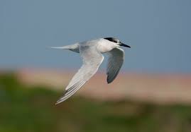 Attēlu rezultāti vaicājumam “Sterna sandvicensis”