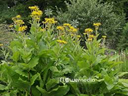 Attēlu rezultāti vaicājumam “Inula helenium leaf”