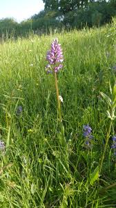 Attēlu rezultāti vaicājumam “Orchis militaris”