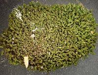 Attēlu rezultāti vaicājumam “Didymodon tophaceus”