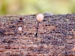 Attēlu rezultāti vaicājumam “Diderma montanum var. album spores”