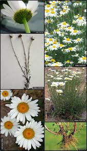 Attēlu rezultāti vaicājumam “Leucanthemum vulgare flower”