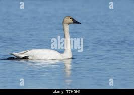 Attēlu rezultāti vaicājumam “Cygnus columbianus adult”