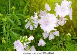 Attēlu rezultāti vaicājumam “Malva moschata leaf”