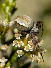 Attēlu rezultāti vaicājumam “Araneidae”