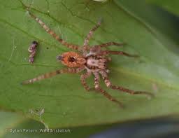 Attēlu rezultāti vaicājumam “Anyphaena accentuata”