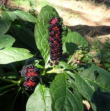 Attēlu rezultāti vaicājumam “Phytolacca acinosa”