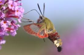 Attēlu rezultāti vaicājumam “Hemaris fuciformis”